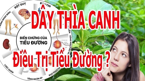 dây thìa canh