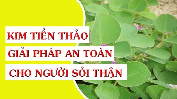 kim tiền thảo