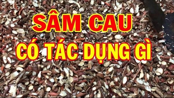 sâm cau đỏ