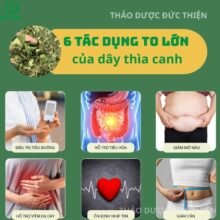 tổng hợp 6 tác dụng to lớn của dây thìa canh: Điều trị tiểu đường, giảm cân và mỡ máu.