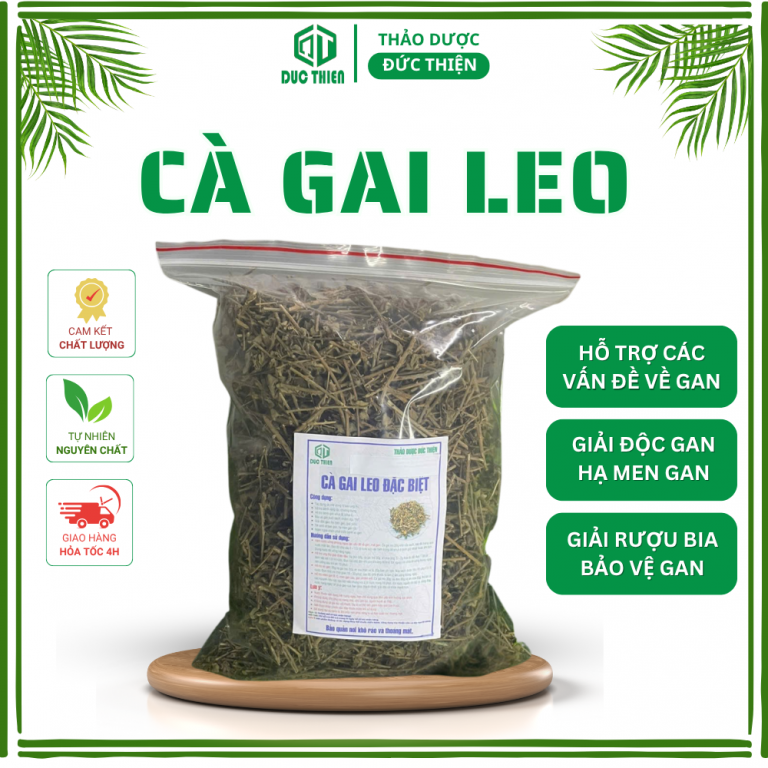 Cà gai leo – thảo dược giải độc gan, chống viêm, hỗ trợ viêm gan B