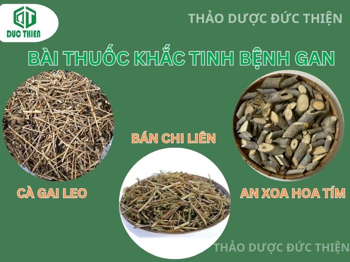 Bài thuốc kết hợp cà gai leo với bán chi liên và cây an xoa chữa bệnh gan
