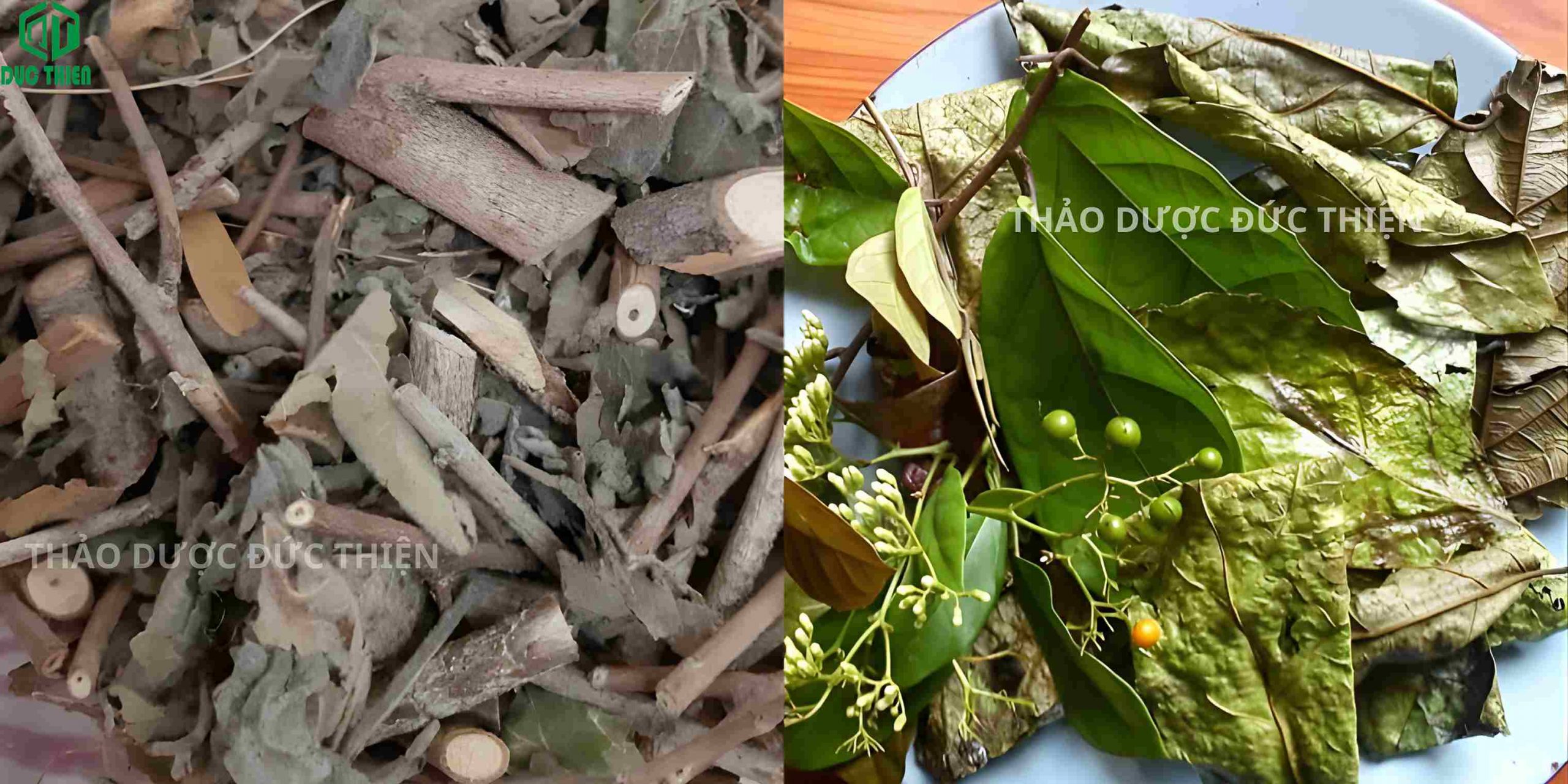 Bài thuốc kết hợp cây an xoa và cây xạ đen Hòa Bình