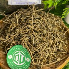 Cà gai leo khô sạch trị men gan cao