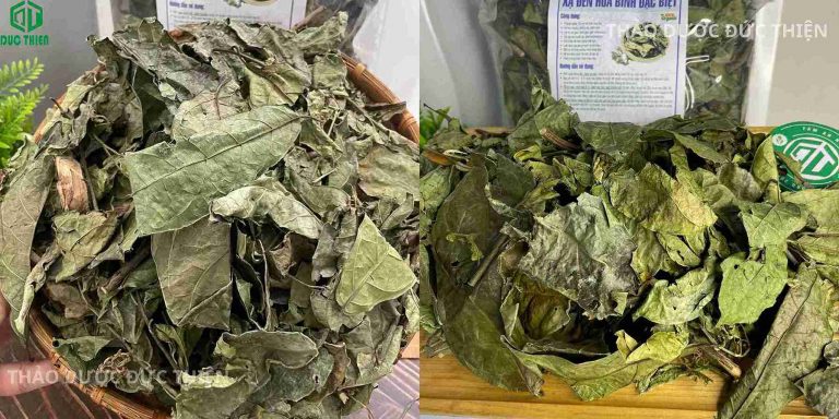 Hướng dẫn cách chọn mua lá xạ đen khô tốt: lá khô cong, không ẩm mốc, mùi thơm dược liệu