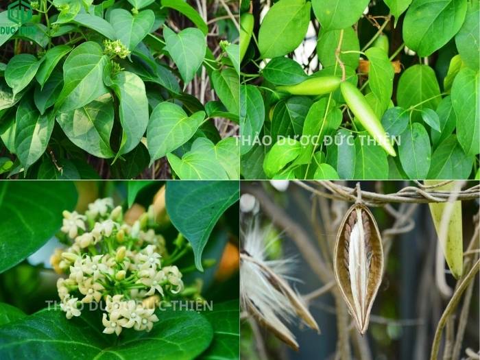 Bộ ảnh chi tiết cách nhận biết cây dây thìa canh lá to qua đặc điểm thân, lá, hoa và quả chín.