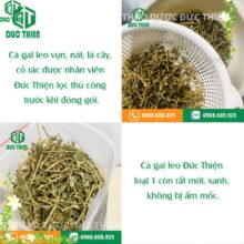 Cam kết cà gai leo sạch, lọc thủ công, không ẩm mốc tại Đức Thiện