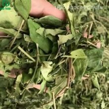 Cận cảnh lá thìa canh khô sạch, giữ nguyên màu xanh và dược tính hỗ trợ điều trị tiểu đường.