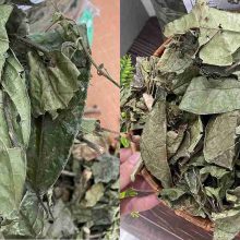 Cận cảnh lá xạ đen khô nguyên chất, lá dày, không vụn nát, giữ nguyên dược tính