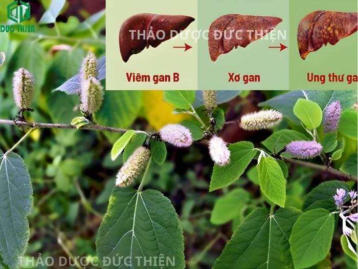 Cây an xoa có tác dụng hỗ trợ điều trị viêm gan B xơ gan men gan cao và ung thư gan