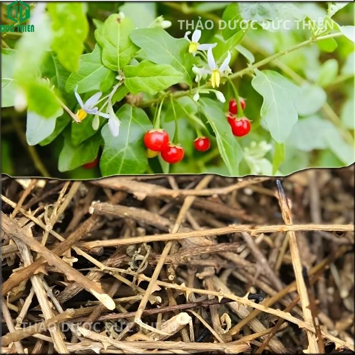 Hình ảnh cây cà gai leo tươi có quả đỏ và dược liệu khô cắt khúc