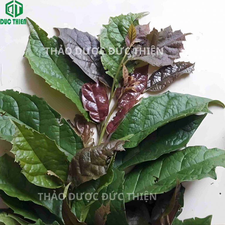 Cây Xạ đen Hòa Bình tươi ngoài tự nhiên được thu hái về