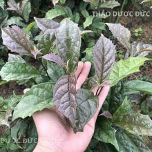 Hình ảnh cây xạ đen tươi chuẩn Hòa Bình với đặc điểm lá màu tím răng cưa đặc trưng