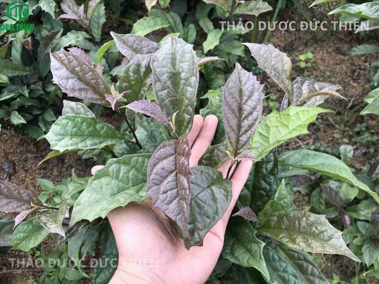 Hình ảnh cây xạ đen tươi chuẩn Hòa Bình với đặc điểm lá màu tím răng cưa đặc trưng