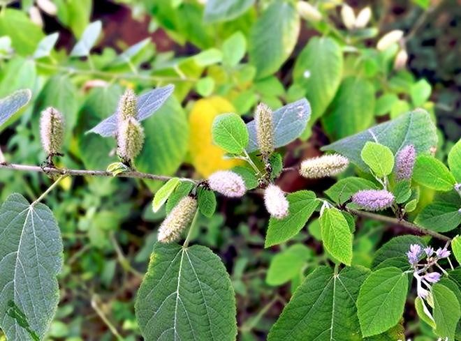 hinh-anh-cay-an-xoa-tuoi-tai-vuon-nguon-goc-sach