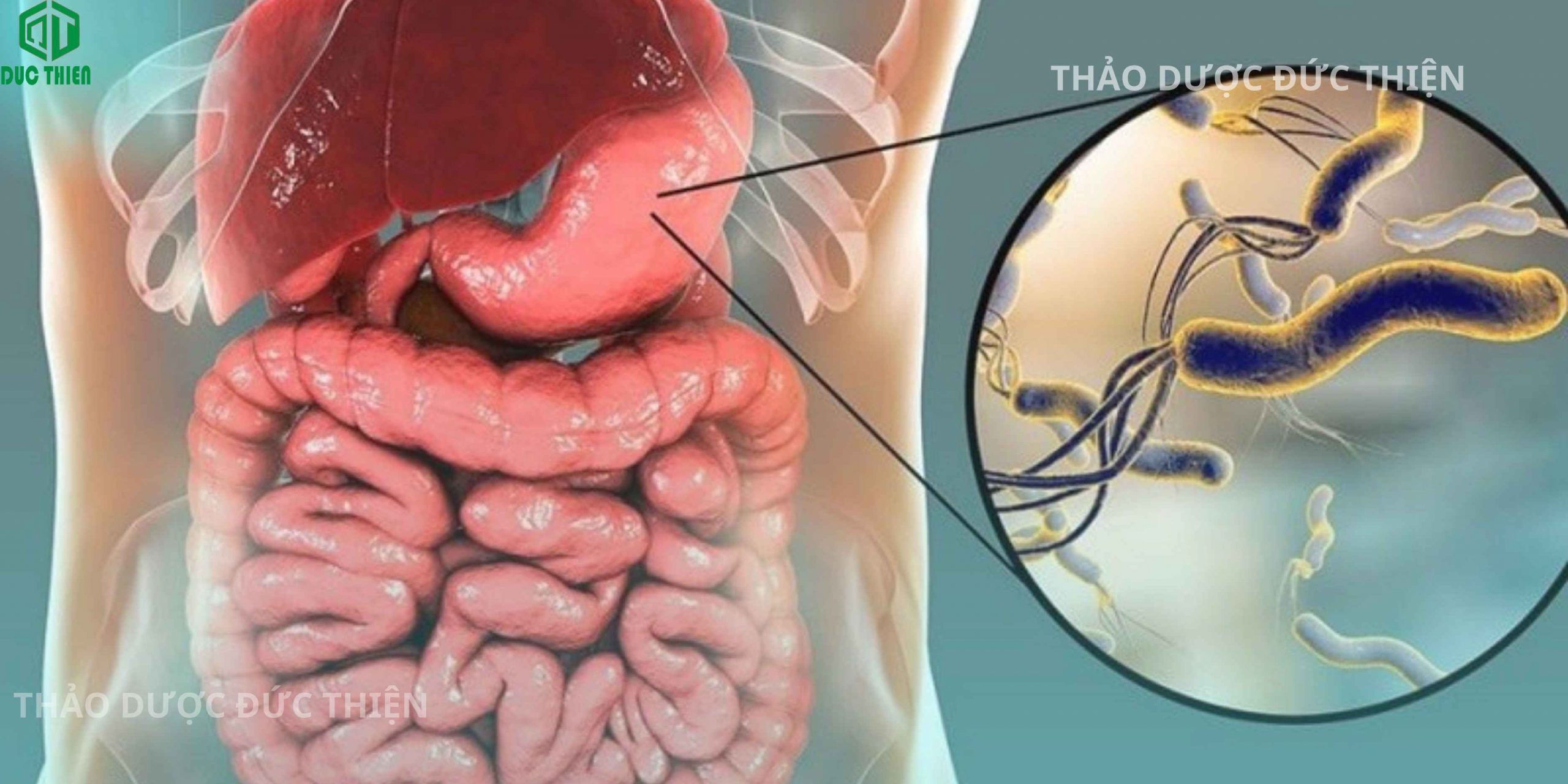 Cơ chế hoạt động của chè dây giúp trung hòa axit và làm lành các ổ viêm loét dạ dày tá tràng