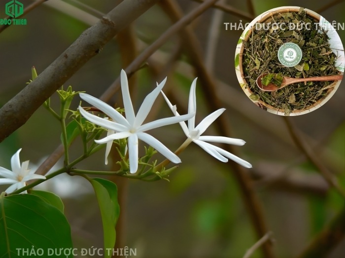 Hoa chè vằng trắng tinh khôi và sản phẩm chè vằng sẻ khô thành phẩm