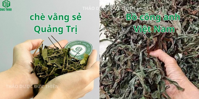 So sánh chè vằng sẻ Quảng Trị và lá bồ công anh khô trị tắc tia sữa
