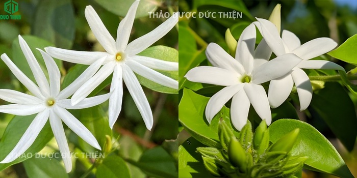 Hoa chè vằng sẻ đặc điểm nhận dạng thảo dược chuẩn