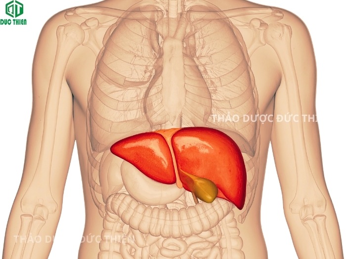Công dụng giải độc gan mát gan của nước lá chè vằng sẻ