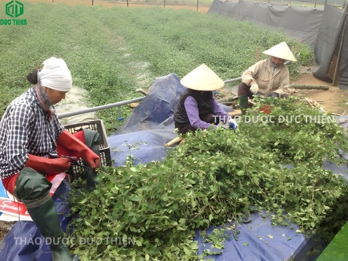 Quy trình thu hoạch chè vằng sẻ tươi tại vùng nguyên liệu sạch