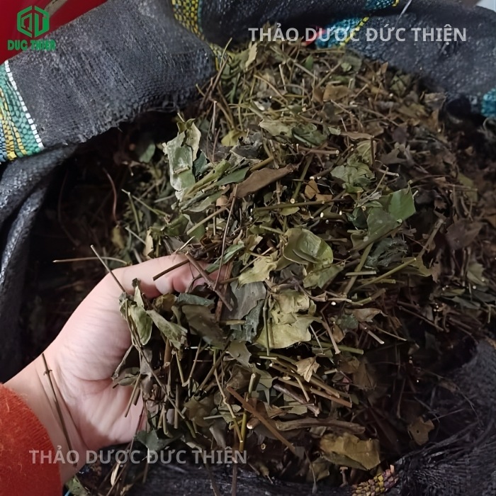 Chè vằng sẻ khô Đức Thiện cam kết không trộn lẫn vằng trâu