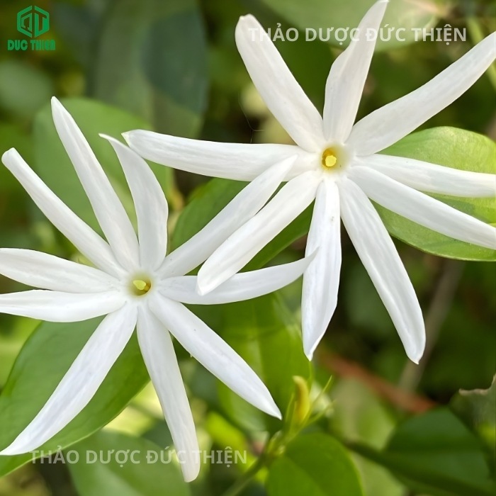 Lá chè vằng có 3 gân chính đặc trưng