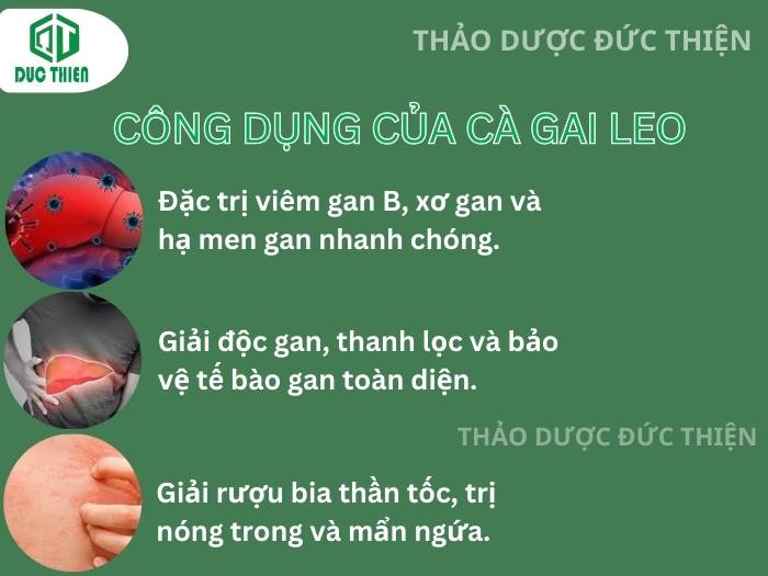 Trà túi lọc cà gai leo hỗ trợ điều trị viêm gan B và hạ men gan hiệu quả