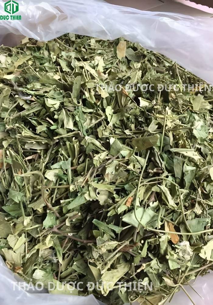 Kho hàng cung cấp sỉ và lẻ dược liệu dây thìa canh khô rừng chuẩn sạch số lượng lớn trên toàn quốc