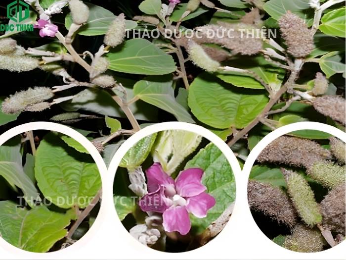 Chi tiết lá hoa và quả cây an xoa giúp người dùng tránh nhầm lẫn với cây dại khác