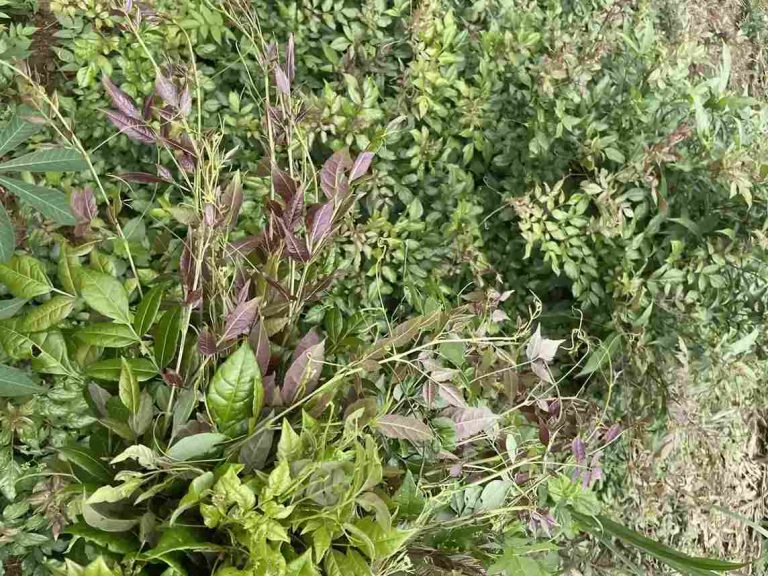 Đặc điểm nhận dạng cây chè dây Cao Bằng ngoài tự nhiên