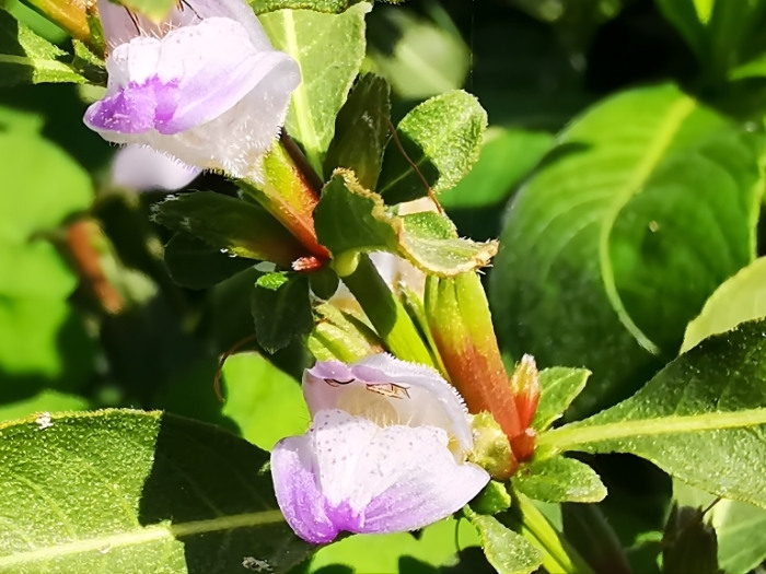 Hình ảnh hoa và lá cây đình lịch (cây ngũ hoa) dược liệu tự nhiên mọc hoang tại vùng đầm lầy