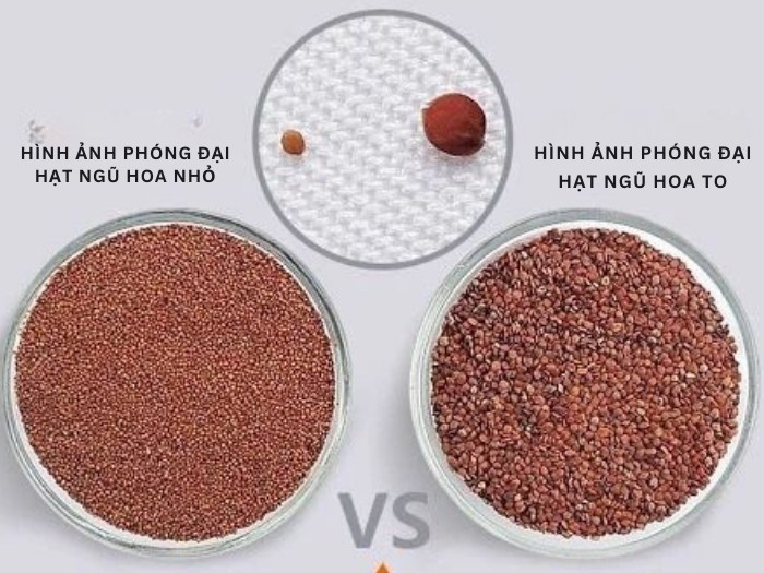 Hình ảnh so sánh phân biệt hạt ngũ hoa loại 1 hạt to và hạt đình lịch hạt nhỏ trên thị trường