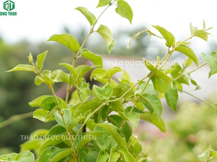 Hình ảnh thực tế cây dây thìa canh tươi đang phát triển giúp khách hàng dễ dàng phân biệt