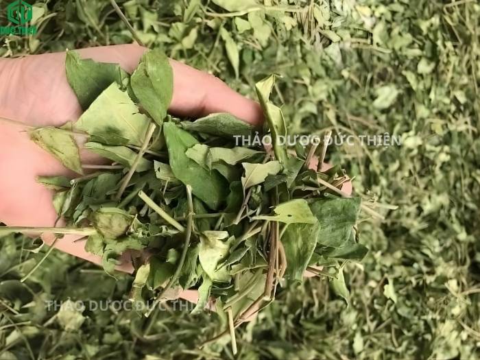 Cận cảnh lá cây thìa canh tươi nguyên chất giúp hạ đường huyết và giảm hấp thụ đường vào máu.