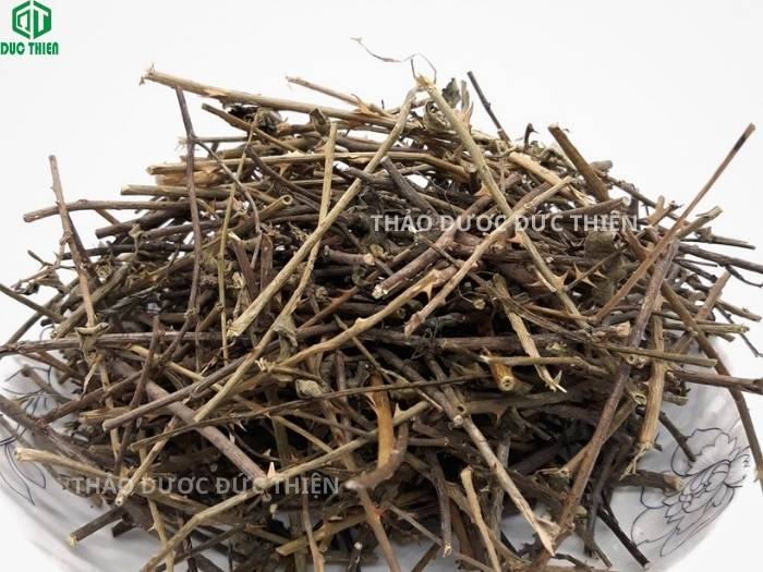 Địa chỉ mua cà gai leo khô nguyên chất, thân xanh, nhiều gai