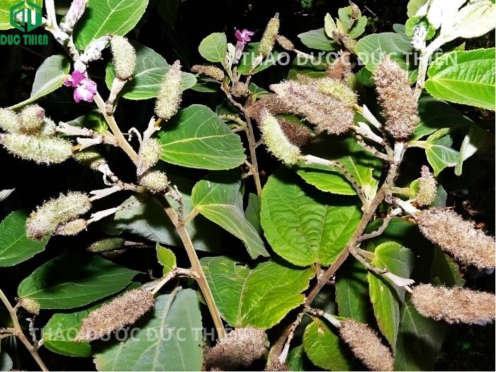 Hình ảnh cây an xoa tươi với hoa màu tím và quả hình sâu róm - Đặc điểm nhận diện cây thuốc chuẩn