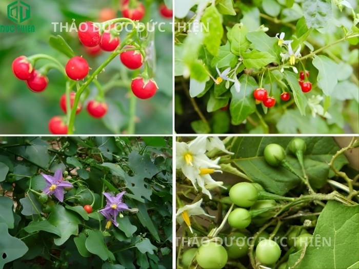 Cách nhận biết cây cà gai leo chuẩn qua hoa tím quả đỏ so với cà dại