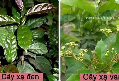 Xạ Đen Hòa Bình: Cách Phân Biệt Hàng Thật, Giả Và Công Dụng Theo Kinh Nghiệm Dân Gian