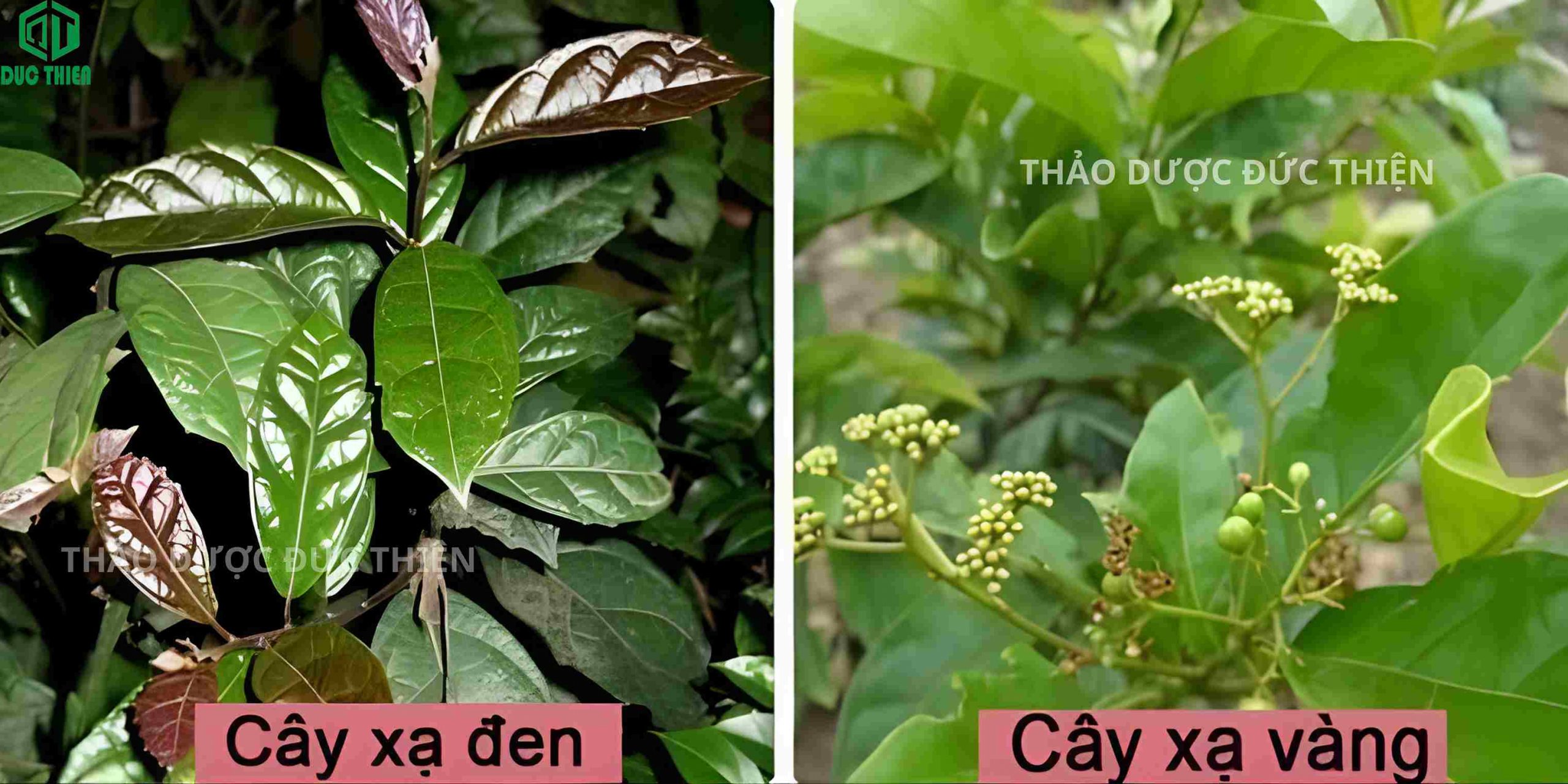 phân biệt cây xạ đen và cây xạ vàng