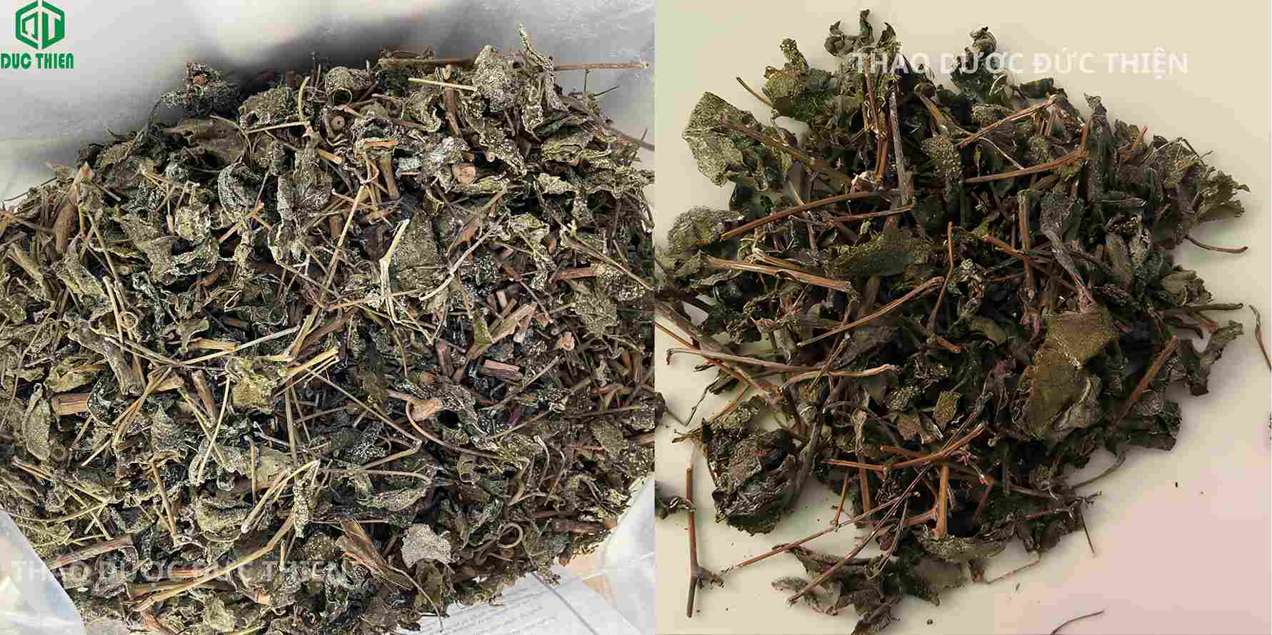 Phân biệt chè dây cao bằng chuẩn khô sạch nhiều phấn với chè dây bị mốc