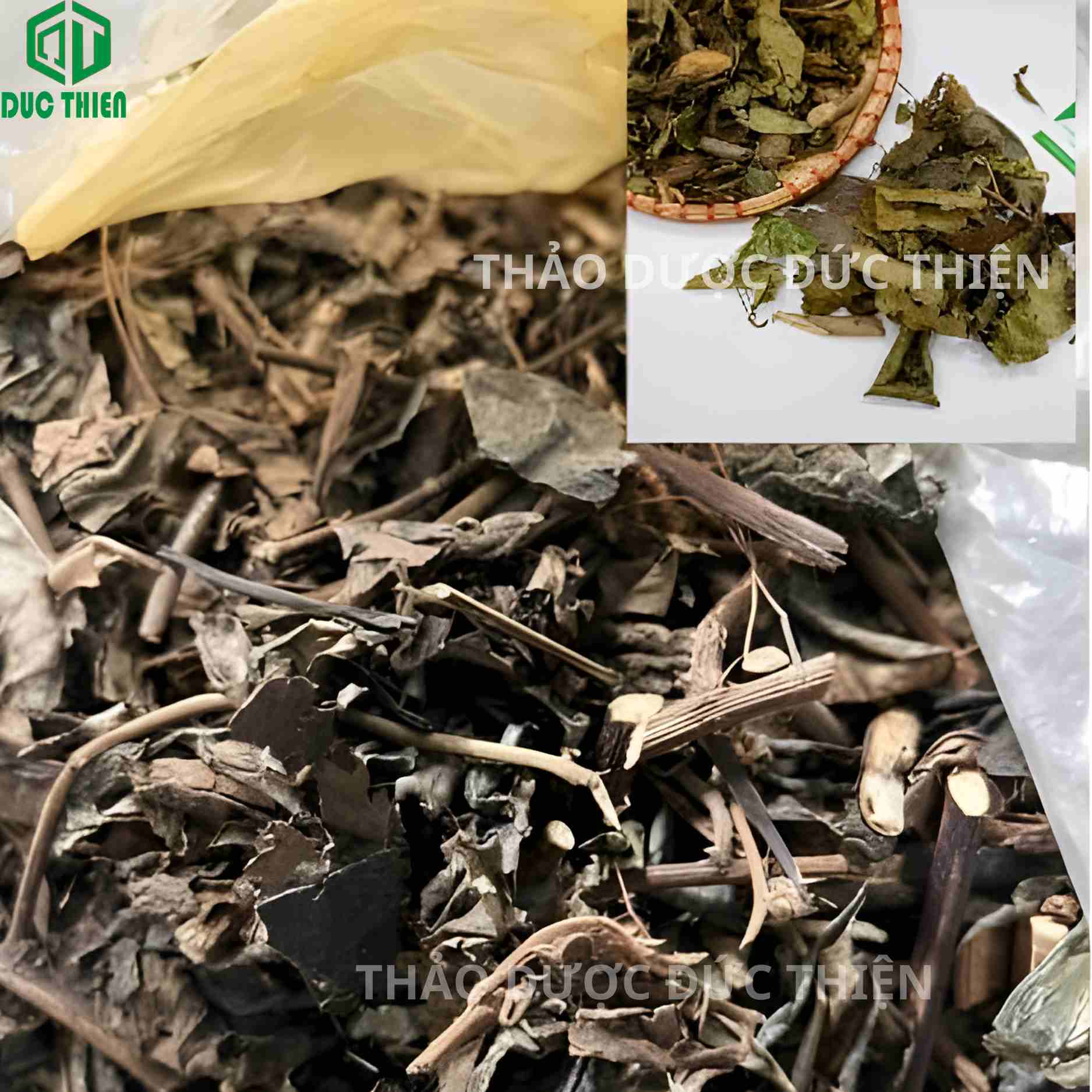 Phân biệt lá bầu đất khô và lá xạ đen Hòa Bình khô