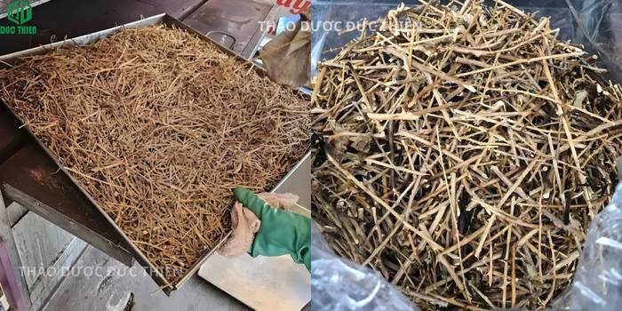 Quy trình sản xuất trà túi lọc cà gai leo hiện đại, đảm bảo vệ sinh