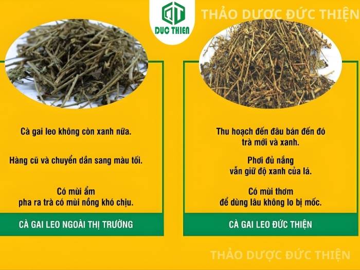 So sánh cà gai leo Đức Thiện loại 1 xanh sạch với hàng kém chất lượng