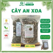 Cây An Xoa loại 1 – Hỗ trợ điều trị ung thư gan, viêm gan B, C, giải độc gan, hạ men gan