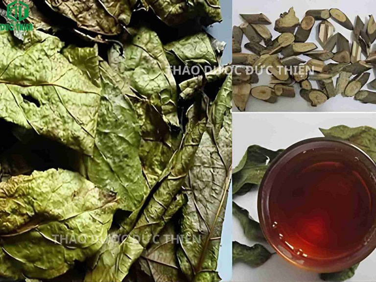 Thân và lá xạ đen dùng nấu trà trị ung thư, men gan