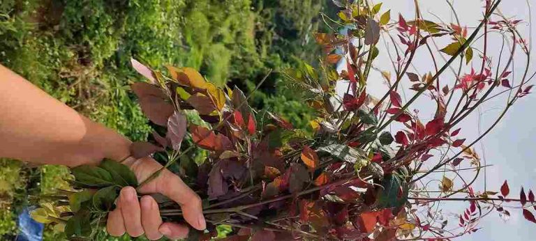 Thu hái lá chè dây ngoài tự nhiên chuẩn sạch thơm, tự nhiên