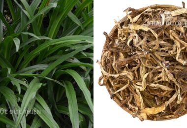 Tại Sao Uống Trinh Nữ Hoàng Cung Bị Nôn Hay Chóng Mặt? Nguyên Nhân Và Cách Xử Lý