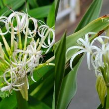 Cách nhận biết hoa trinh nữ hoàng cung chuẩn (Crinum latifolium) qua màu trắng sọc tím đặc trưng
