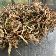 Kho lá trinh nữ hoàng cung khô số lượng lớn, hàng mới phơi không bị ẩm mốc